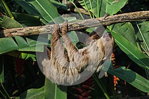Linnaeus`s two-toed sloth Choloepus didactylus photo