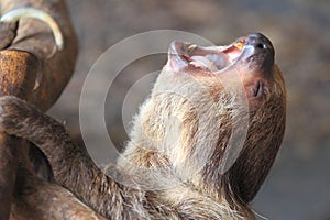 Linnaeus two-toed sloth photo
