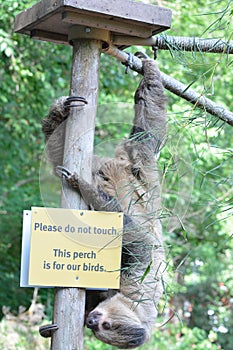 Linne`s two toed sloth