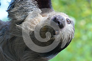 Linne`s two toed sloth 2