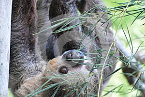 Linne`s two toed sloth 3