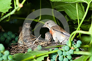 Linnet, Acanthis cannabina, Carduelis photo