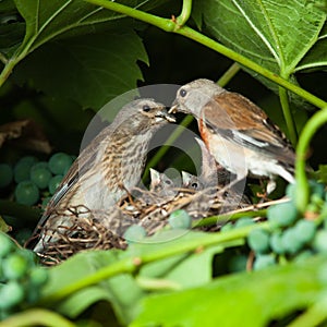 Linnet, Acanthis cannabina, Carduelis photo