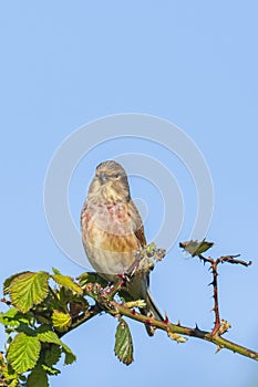 Linnet bird male, Carduelis cannabina with red breast singing