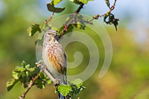 Linnet bird male, Carduelis cannabina with red breast singing