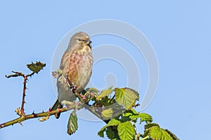 Linnet bird male, Carduelis cannabina with red breast singing