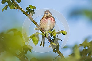 Linnet bird male, Carduelis cannabina with red breast singing