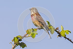 Linnet bird male, Carduelis cannabina singing