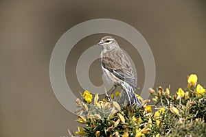 Linnet, Carduelis cannabina