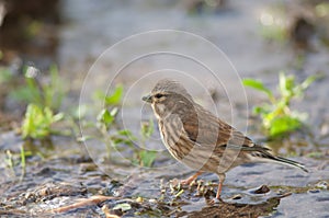 Linnet Carduelis cannabina harterti.