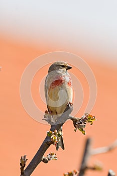 A Linnet, or common Linnet, Linaria cannabina, male, perched on a branch