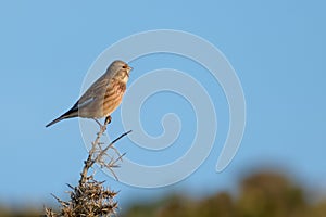 Linnet on a gorse bush