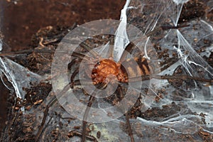 Linothele fallax very fast spider from Peru, Bolivia. photo