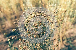 Linseed or common flax crop field