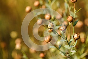 Linseed crops close up