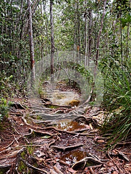 Lintang trail in Bako National Park, Borneo, Malaysia