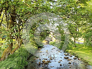 Linton Beck, with grassy banks, and old trees in, Linton, Skipton, UK