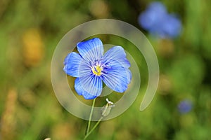 Linum austriacum , Asian flax flower in wild