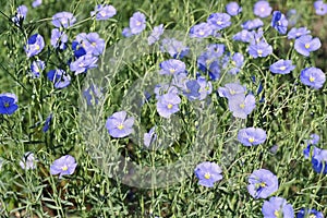 Linum austriacum flowers in spring photo