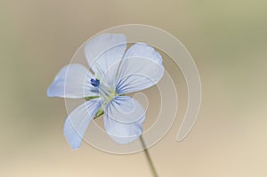 Linum bienne pale flax flower of delicate blue color elegant and small relative of the species used to obtain fiber