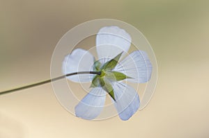 Linum bienne pale flax flower of delicate blue color elegant and small relative of the species used to obtain fiber