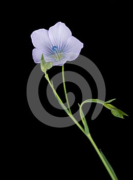 Linum bienne - Pale flax macro detail, spring wild flower