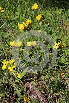 Linum capitatum - Wild plant shot in the spring