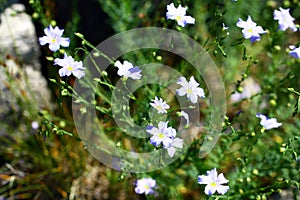Linum extraaxillare v květu