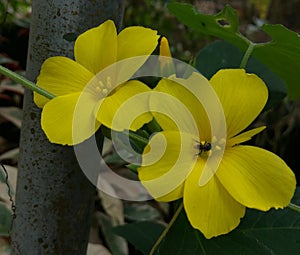 Linum flavum, the golden flax or yellow flax, is a species of flowering plant in the family Linaceae