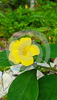 Linum flavum plant yellow flower