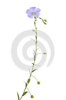 Linum flax flower isolated