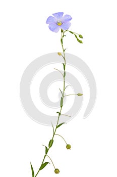 Linum flax flower isolated photo