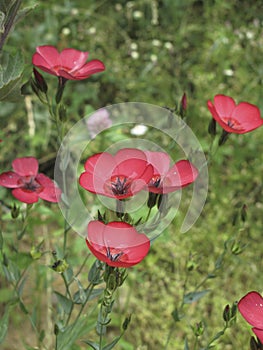 Linum grandiflorum close up