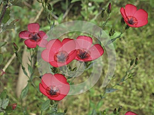 Linum grandiflorum close up