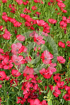 Linum grandiflorum - Red flowers in the botanical garden. Decorative variety of flax