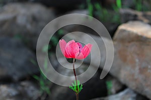 Linum grandiflorum rubrum  flower close up shoot.