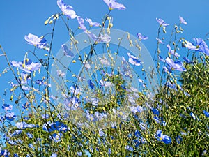 Linum Lewisii or Wild Blue Flax on blue sky background