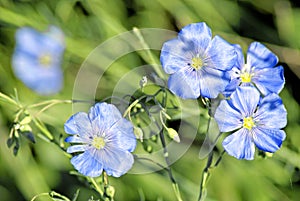 Linum (Linum austriacum)