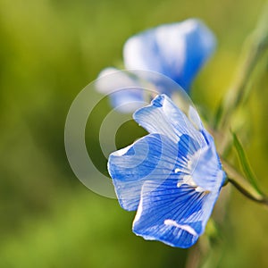 Linum (Linum austriacum)