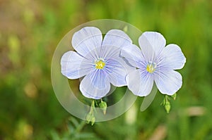 Linum nervosum flower in wild