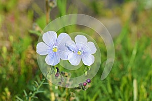 Linum nervosum flower in wild