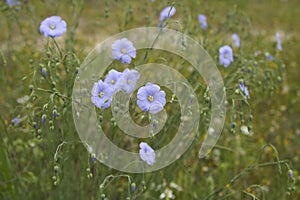 Linum perenne in bloom