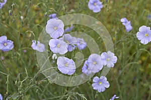 Linum perenne in bloom