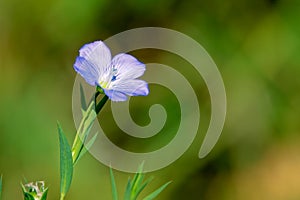 Linum perenne photo