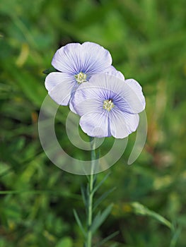 Linum perenne extraaxillare flowers photo