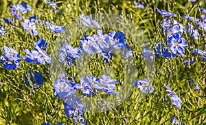 Linum perenne photo