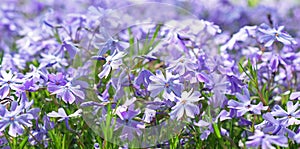 Linum perenne flowers, also know as perennial flax, blue flax or lint.