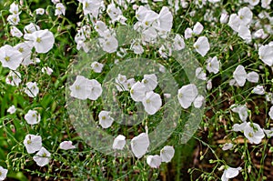 Linum perenne `Nanum Album Diamant` Selective focus. photo