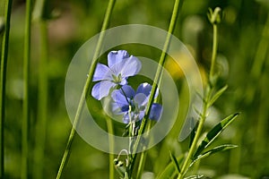Linum perenne perennial flax blue flax back of flower closeup horizontal photo