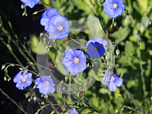 Linum perenne - perennial flax, blue flax